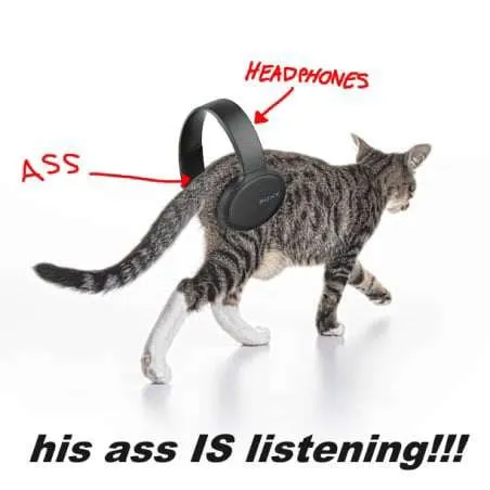 Cat's Ass Is Listening