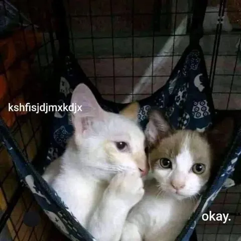 Two Cats Saying Okay