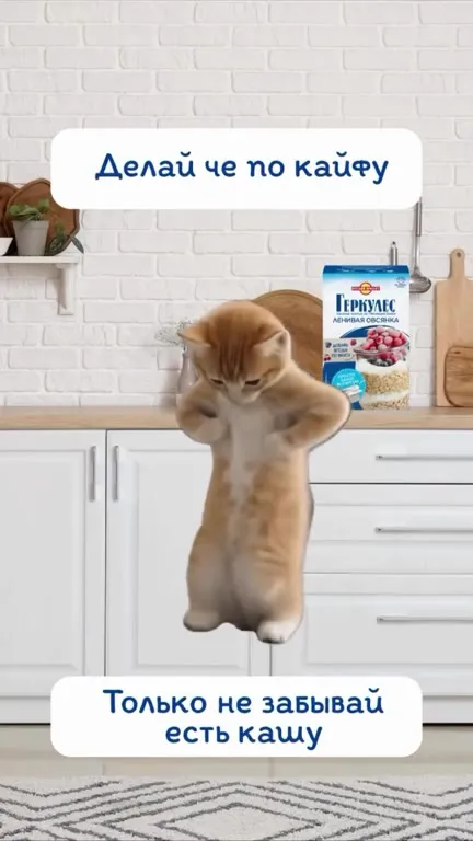 Кот танцует и не забывает кашу
