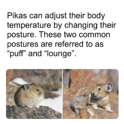 Pikas Adjust Their Temperature