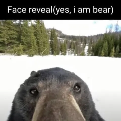 Bear Face Reveal