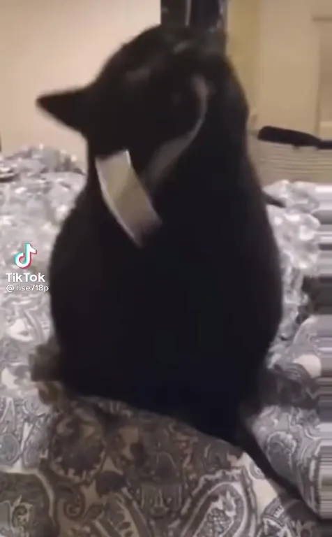 Кот танцует под Fortunate Son