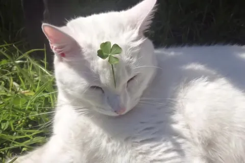 Кот с клевером под лимеранс
