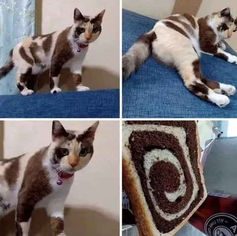 Кот и похожий рулет