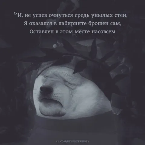 Собака в лабиринте одиночества