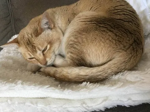 Кот свернулся клубочком