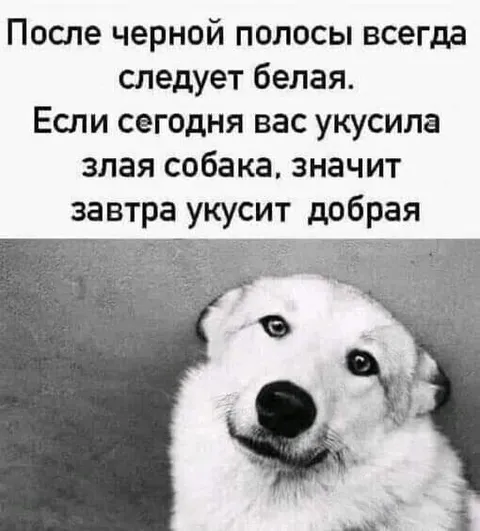 Добрая собака завтра