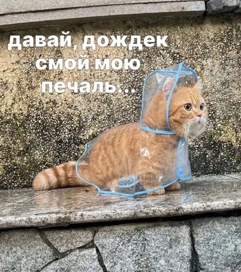 Кот просит дождик смыть печаль