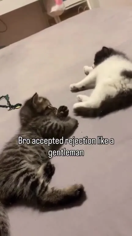 Kitten Accepts Rejection Gracefully