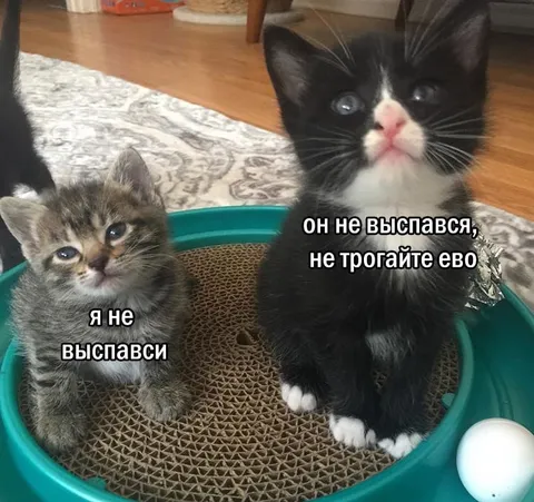 Котята не выспались