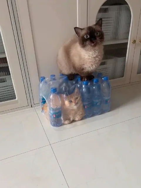 Кот охраняет котёнка в воде