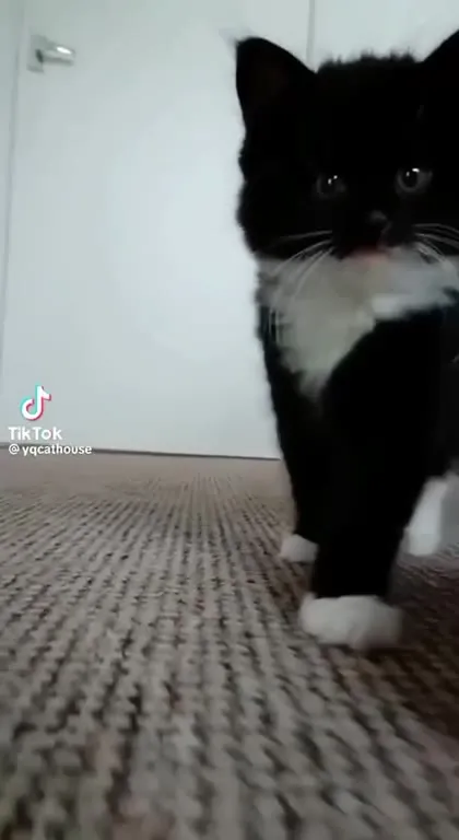 Кот идёт прямо в камеру