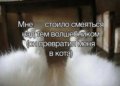 Волшебник превратил меня в кота