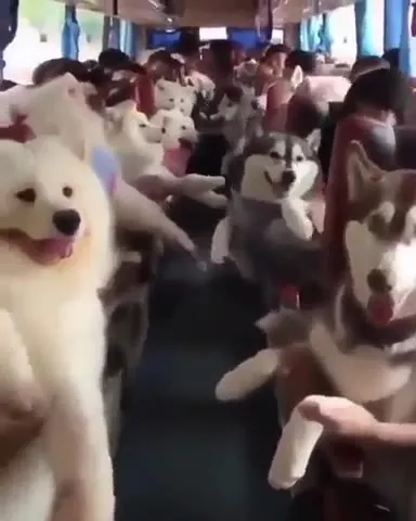 Автобус, полный хаски