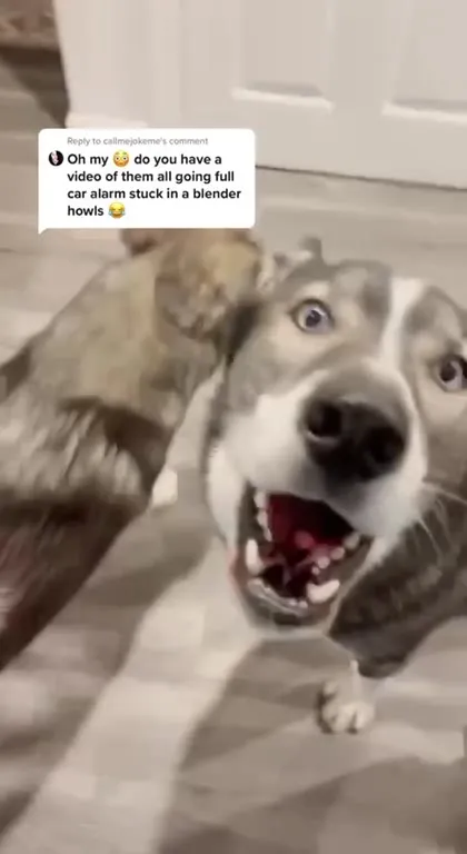 Dogs Howling Like a Car Alarm