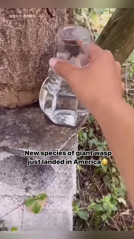 Giant Wasp Reaction
