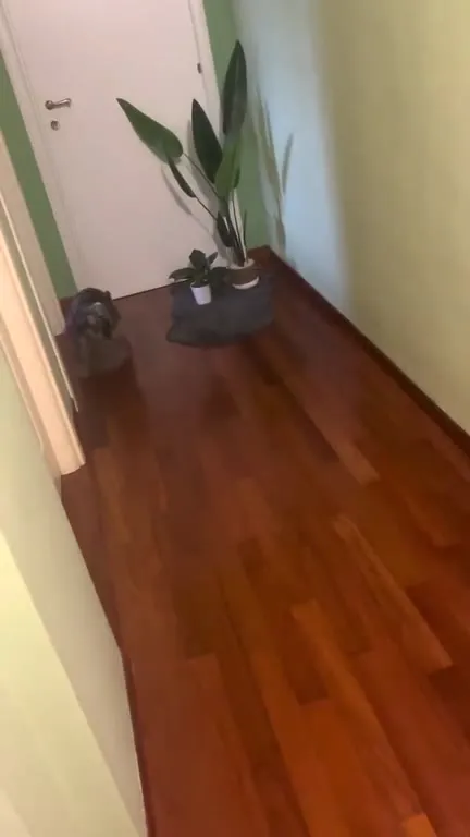 Кот убегает по коридору