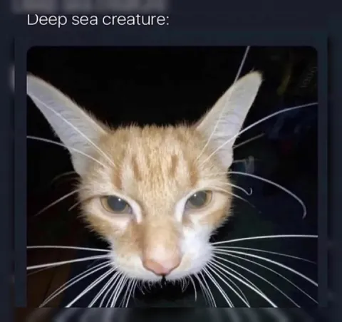 Deep Sea Creature Cat