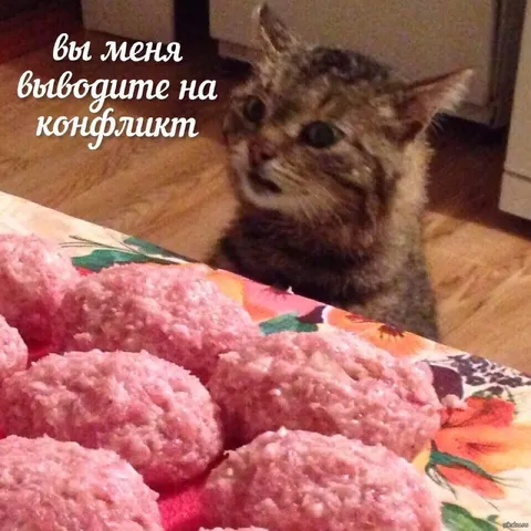 Кот выходит на конфликт