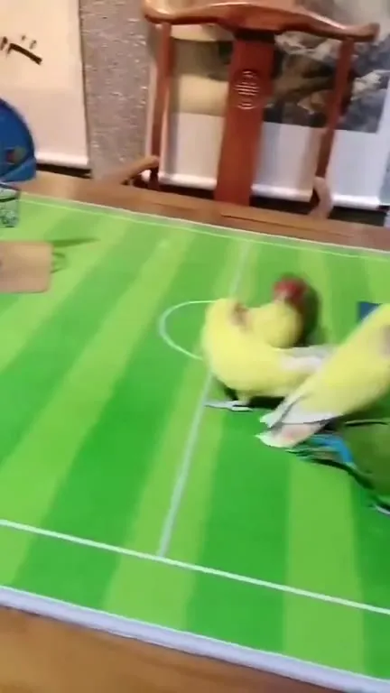 Parrots Playing Bird Basketball