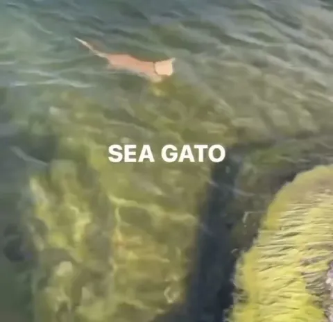 Sea Gato Swimming
