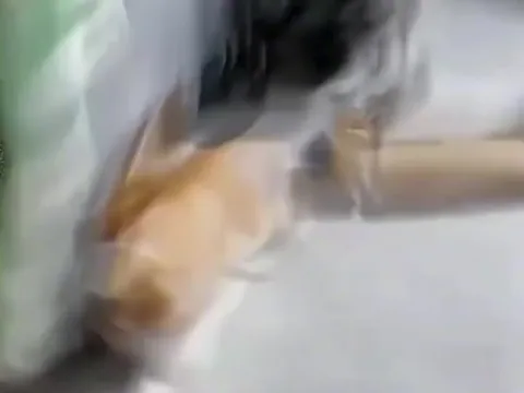 Кот охотится на муху