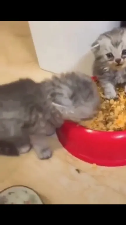 Котёнок в миске с кормом