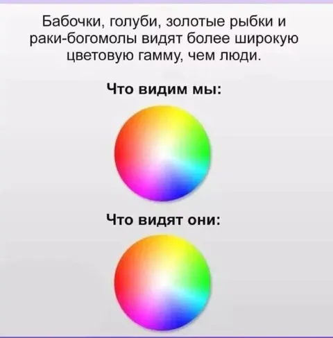 Как видят цвета животные