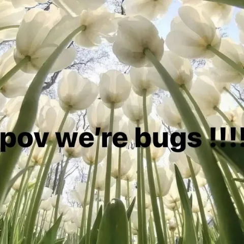 POV: We’re Bugs Among Flowers