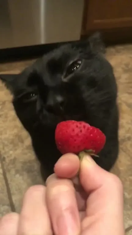 Чёрный кот и клубника