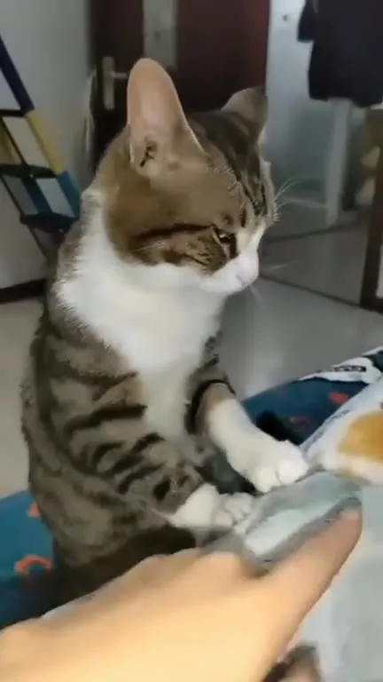 Кот терпеливо ждёт одеяло