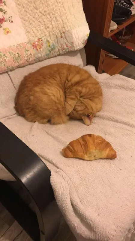 Котик в форме круассана