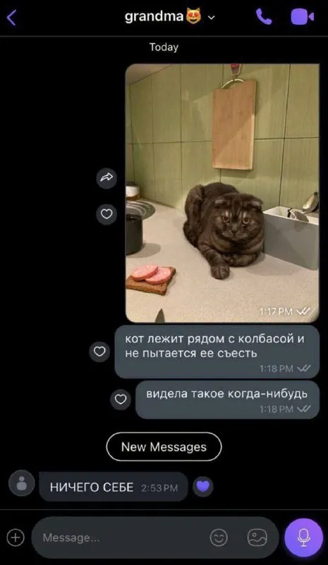 Кот не ест колбасу