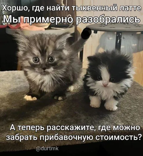 Котята выясняют стоимость латте