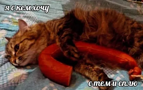 Кот спит с колбасой