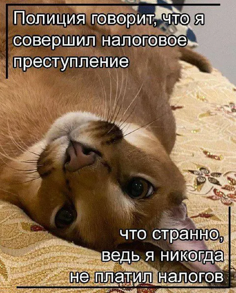 Кот не платил налоги