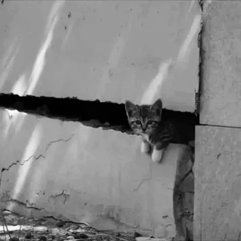 Котёнок выглядывает из стены