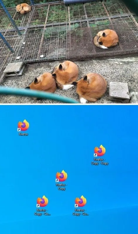 Guinea Pigs Become Firefox Copies