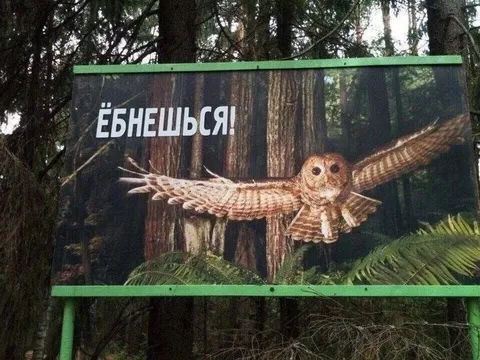 ЁБНЕШЬСЯ! Сова летит