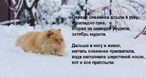 Кот и первая снежинка