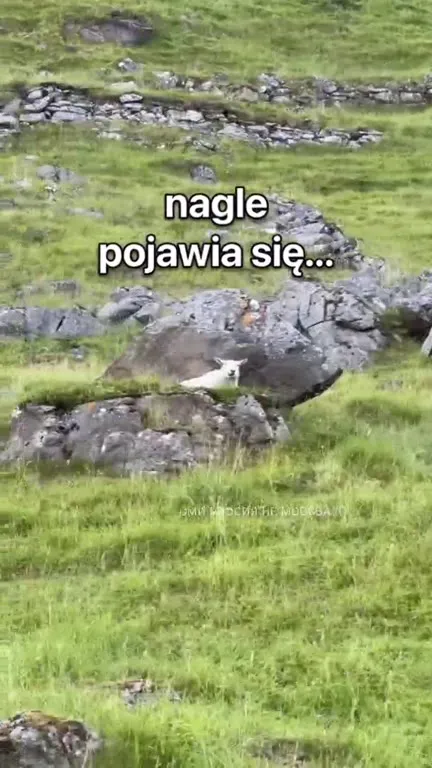 Nagle pojawia się owieczka