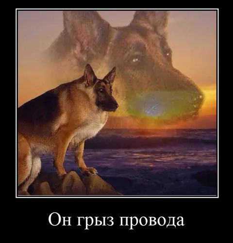 Он грыз провода