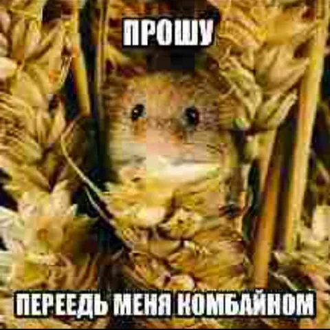 Хомяк перед комбайном