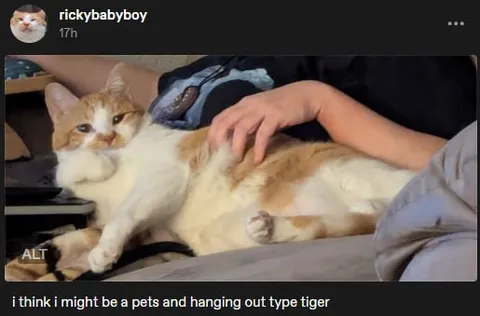 A Pets and Hanging Out Tiger
