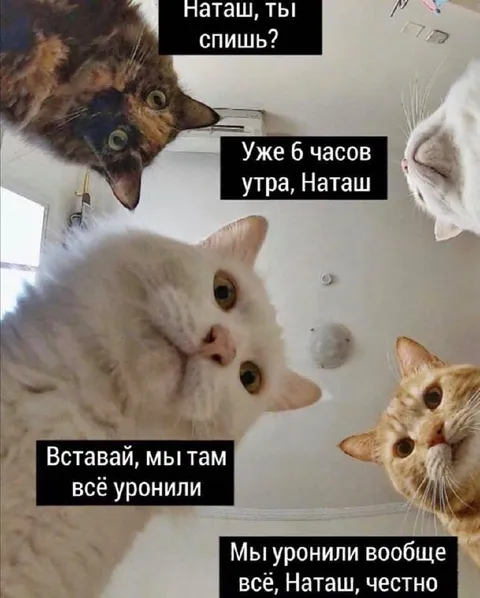 Коты уронили всё