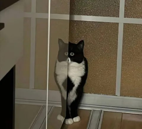 Кот и его отражение