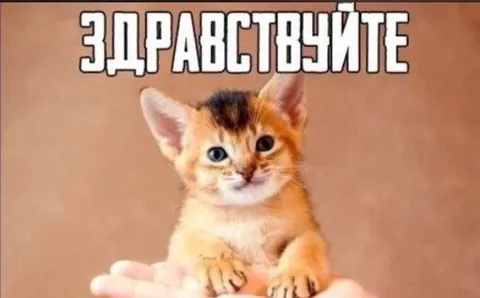 Здравствуйте, милый котёнок