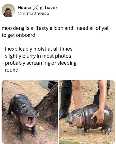 Moo Deng Lifestyle Icon