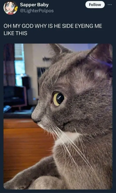 Cat Side-Eyeing Me