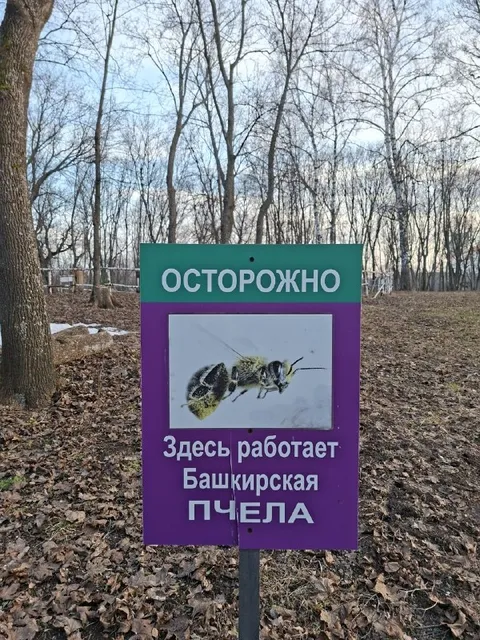 Башкирская пчела работает